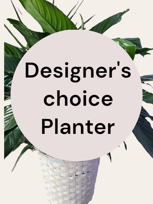 Designer's Choice Plant/ Planter