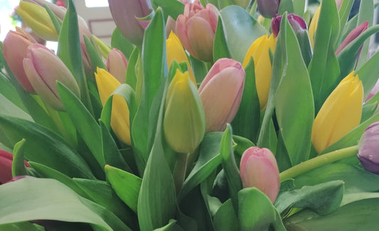 Custom tulips for Melissa