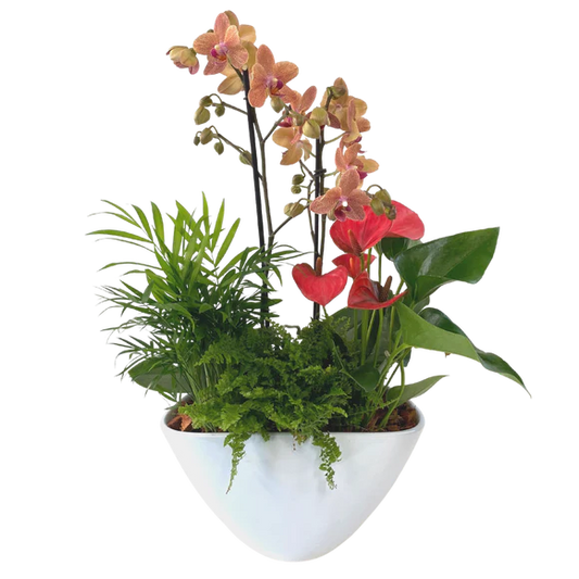 Anthurium and Orchid Planter