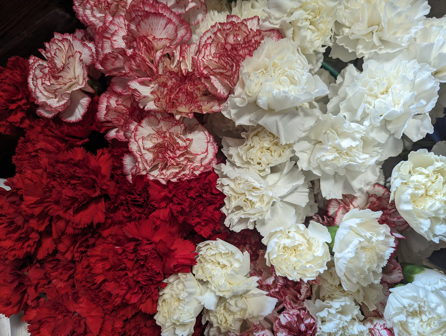 Christmas Carnations