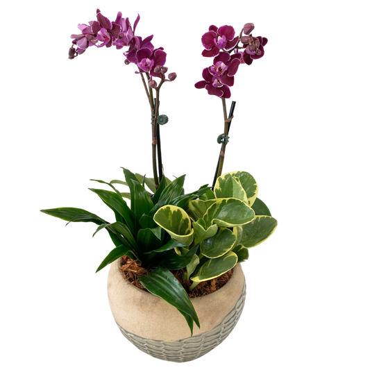 Honeycomb Orchid Planter