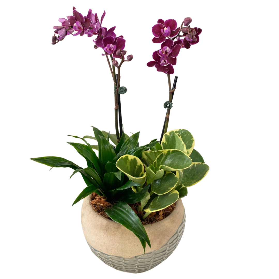 Honeycomb Orchid Planter
