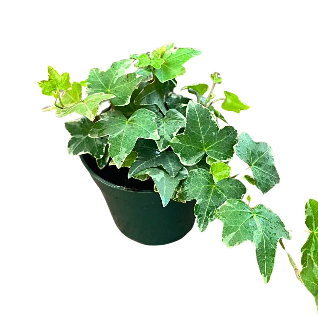 Small ivy plant in