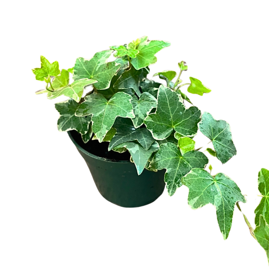 Small ivy plant in