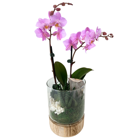 Wood Base Orchid Planter