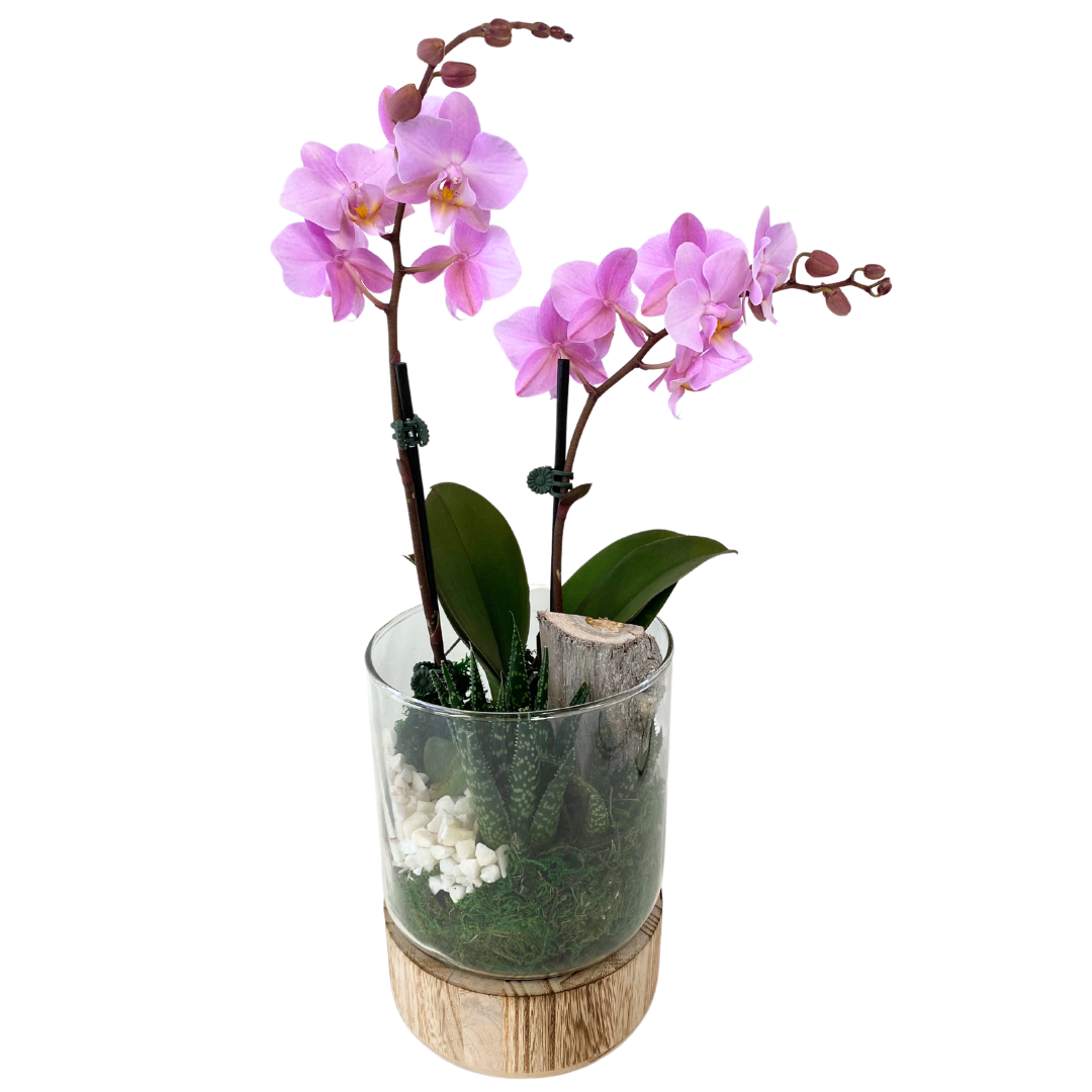 Wood Base Orchid Planter