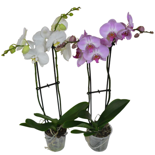 Orchid Plant