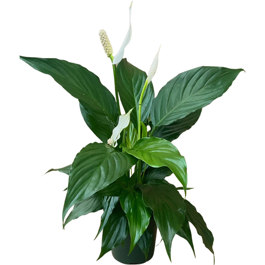 4 inch Peace Lily